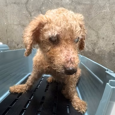 poodle (Lalaki, Matanda na, kayumanggi), Maliit, blg. ng shelter …1001