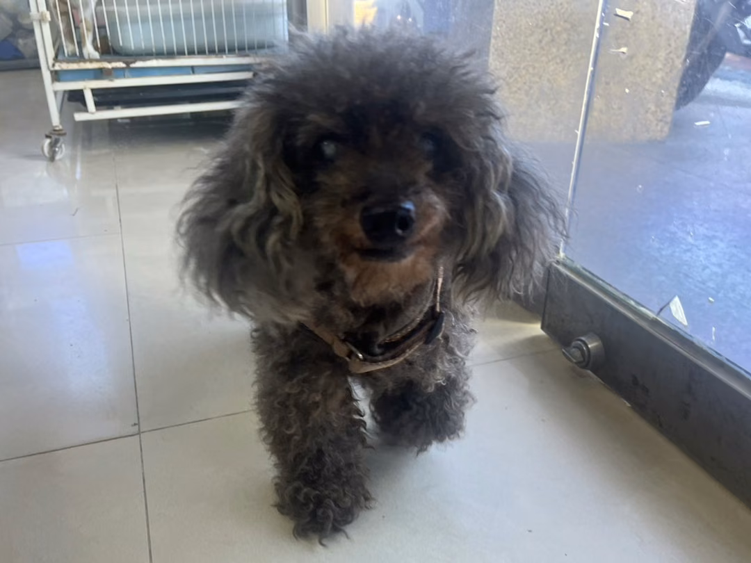 Gray adult male poodle, Small, shelter no. …09W8