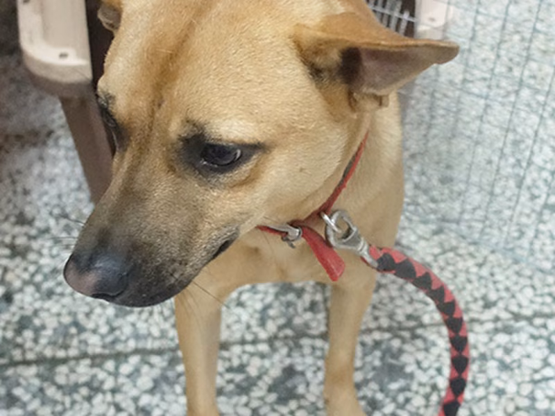 Tan adult male mixed-breed dog, Large, shelter no. …2384