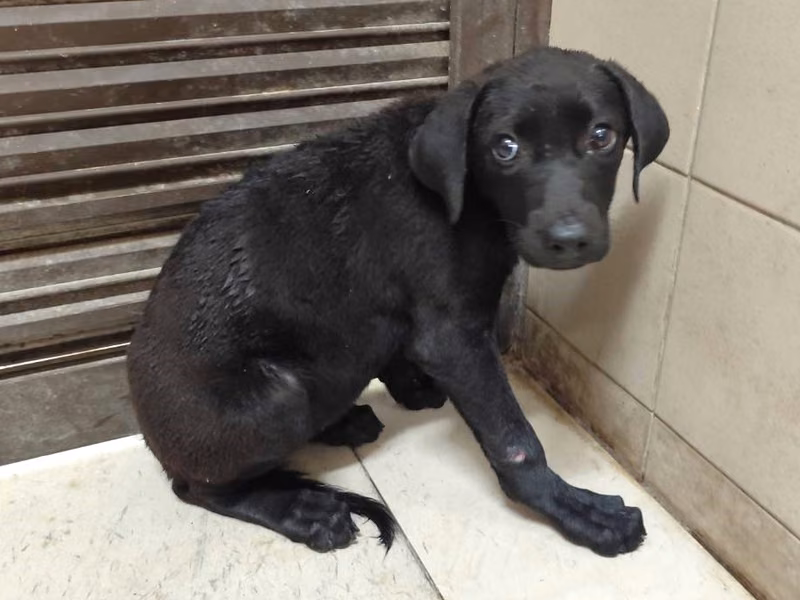 Black young female mixed-breed dog, Medium, shelter no. …2811