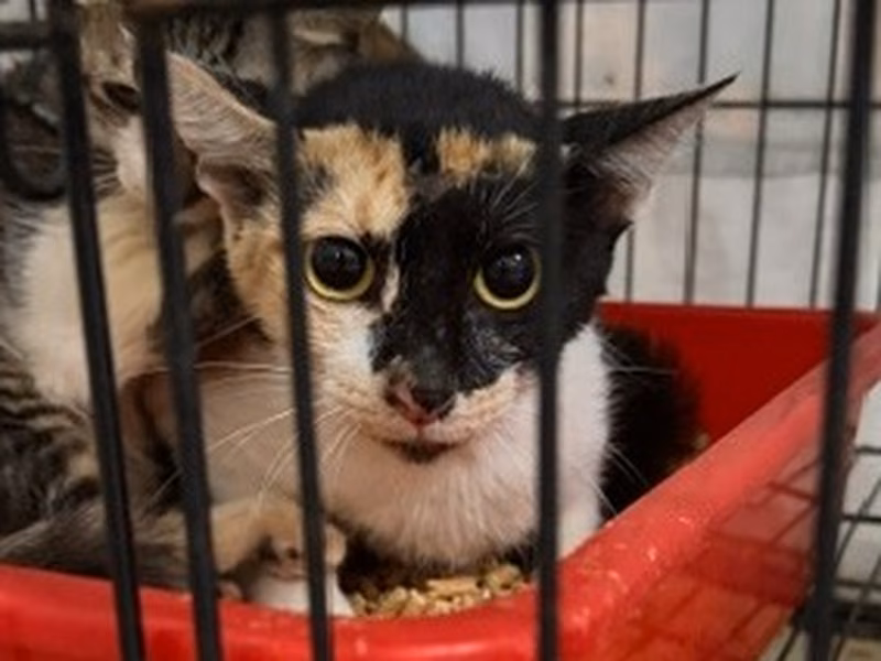 Pusang halo ang lahi (Babae, Matanda na, tatlong kulay), Katamtaman, blg. ng shelter …3003
