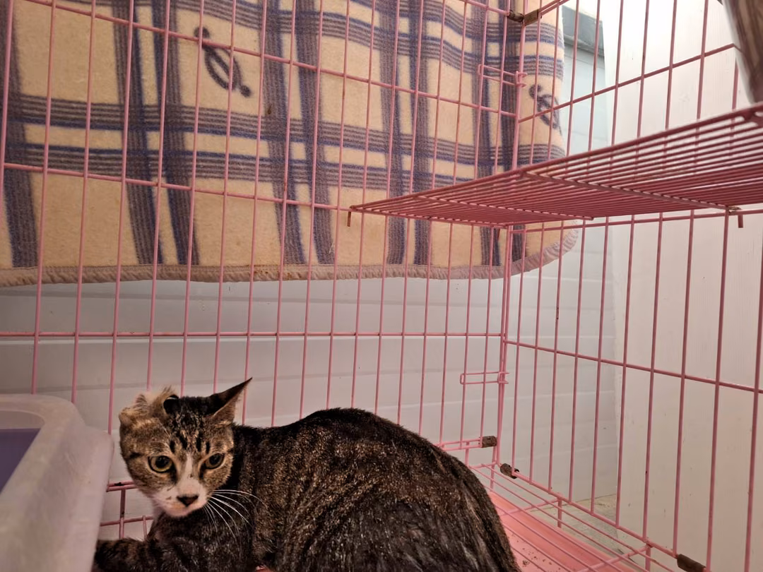 Tabby adult female mixed-breed cat, Small, shelter no. …0301