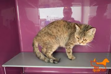 Brown tabby young female European Shorthair, shelter no. …4135