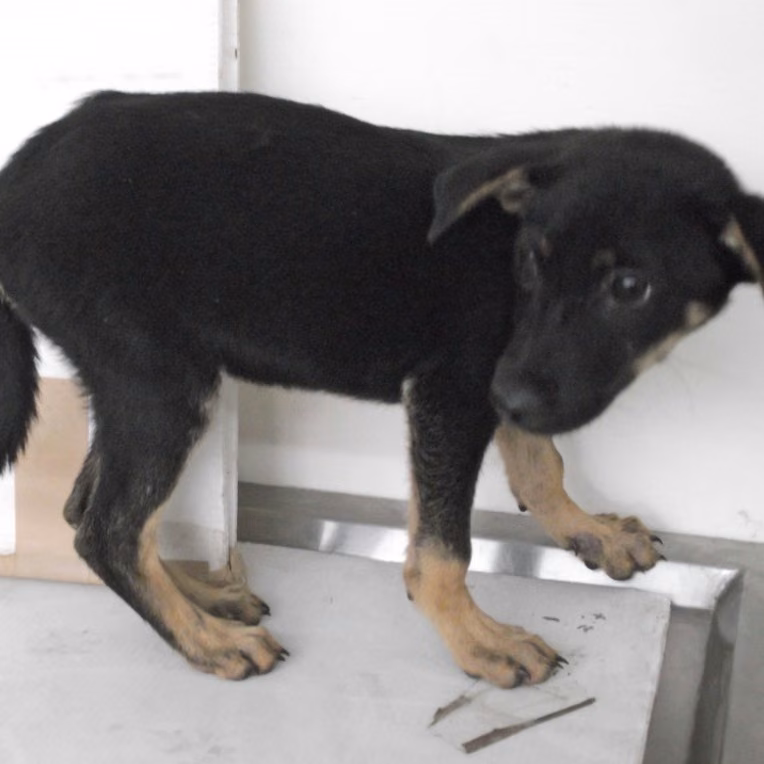 Black adult female mixed-breed dog, Small, shelter no. …1910