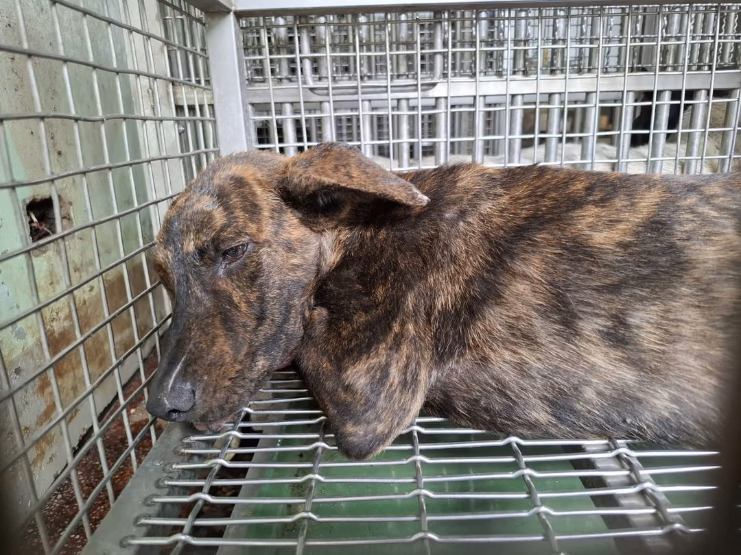 Tabby adult male mixed-breed dog, Medium, shelter no. …4-06
