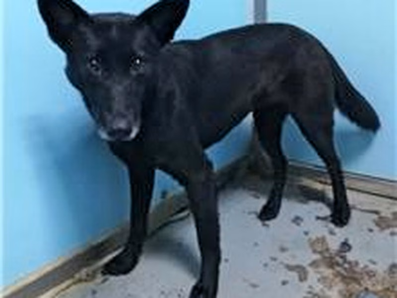 Black adult female mixed-breed dog, Medium, shelter no. …2402