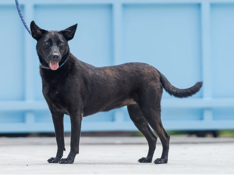 Black adult female mixed-breed dog, Small, shelter no. …1001