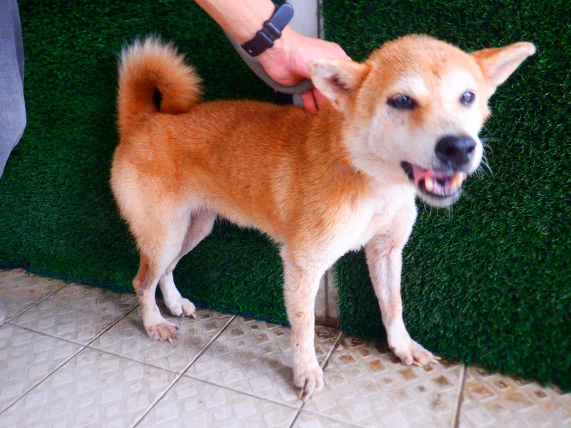 Black adult female Shiba Inu, Medium, shelter no. …8851