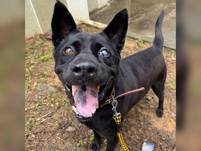 Perro mestizo macho adulto (negro), Grande, refugio n.º …6002