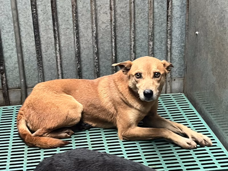 Tan adult female mixed-breed dog, Medium, shelter no. …7008