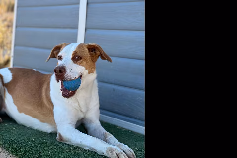 Chirla, Adult · Female · Medium · Mixed breed