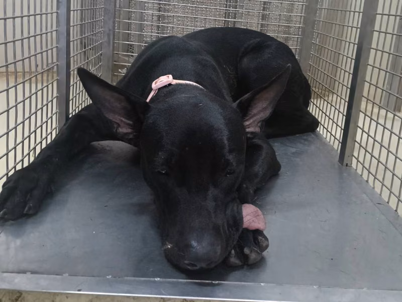 Black adult male mixed-breed dog, Medium, shelter no. …7002