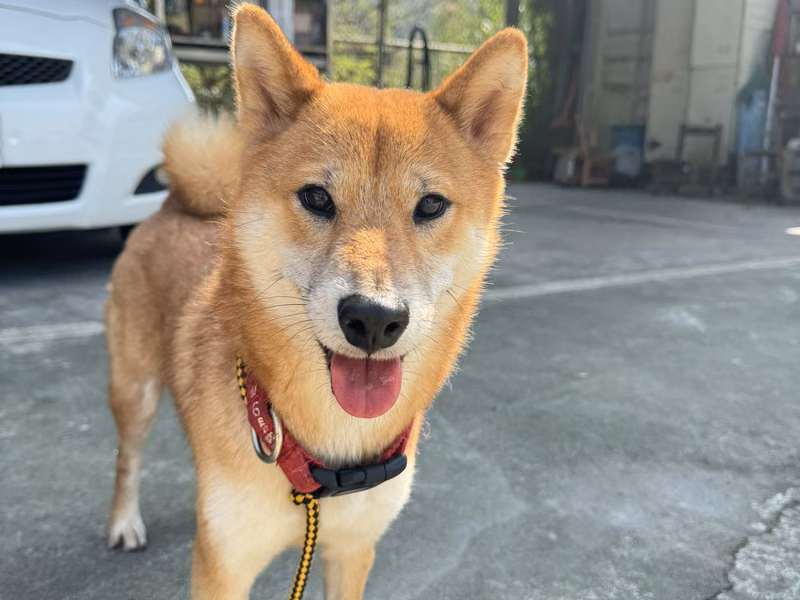 Tan adult female Shiba Inu, Medium, shelter no. …0002