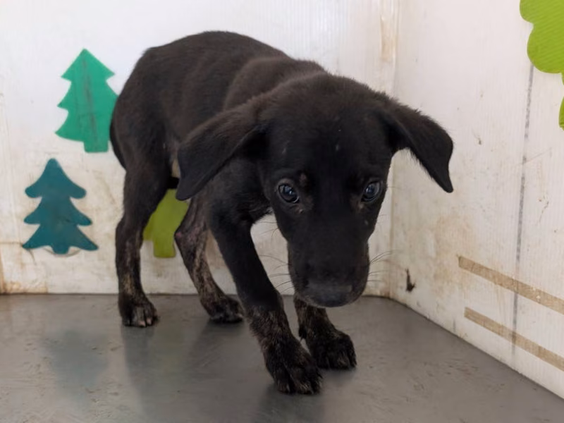 Black young female mixed-breed dog, Medium, shelter no. …1109