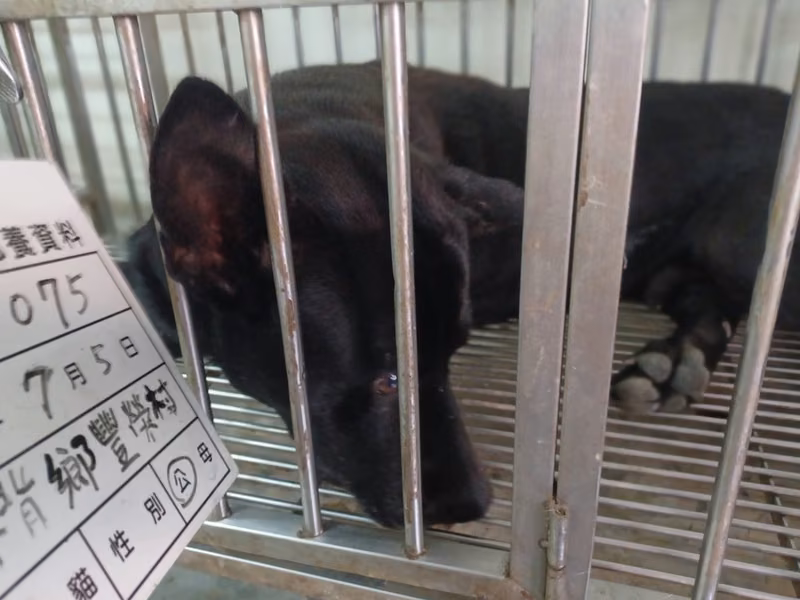 Black adult male mixed-breed dog, Large, shelter no. …075D
