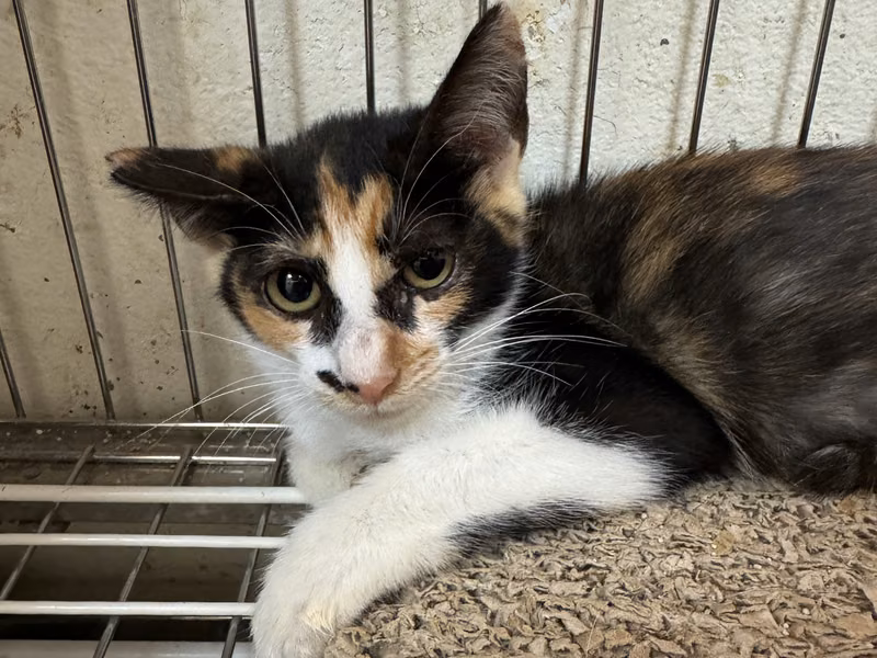 Patched-and-white young female mixed-breed cat, Medium, shelter no. …2045