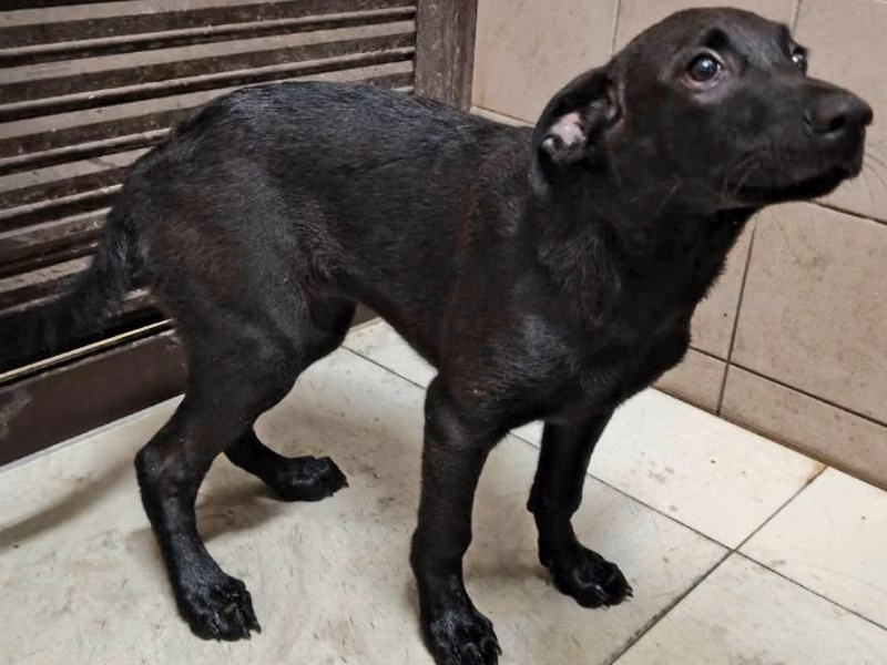 Black adult female mixed-breed dog, Large, shelter no. …1205
