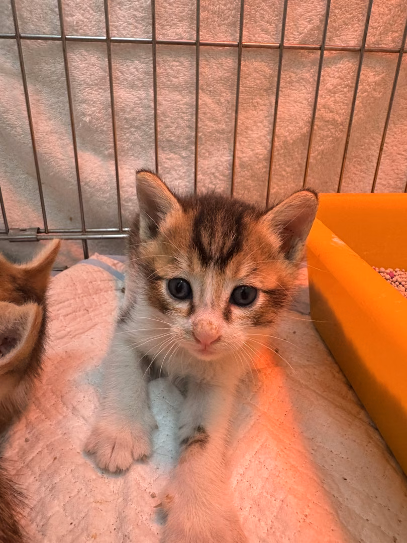 Tabby-and-white young male mixed-breed cat, Small, shelter no. …4007