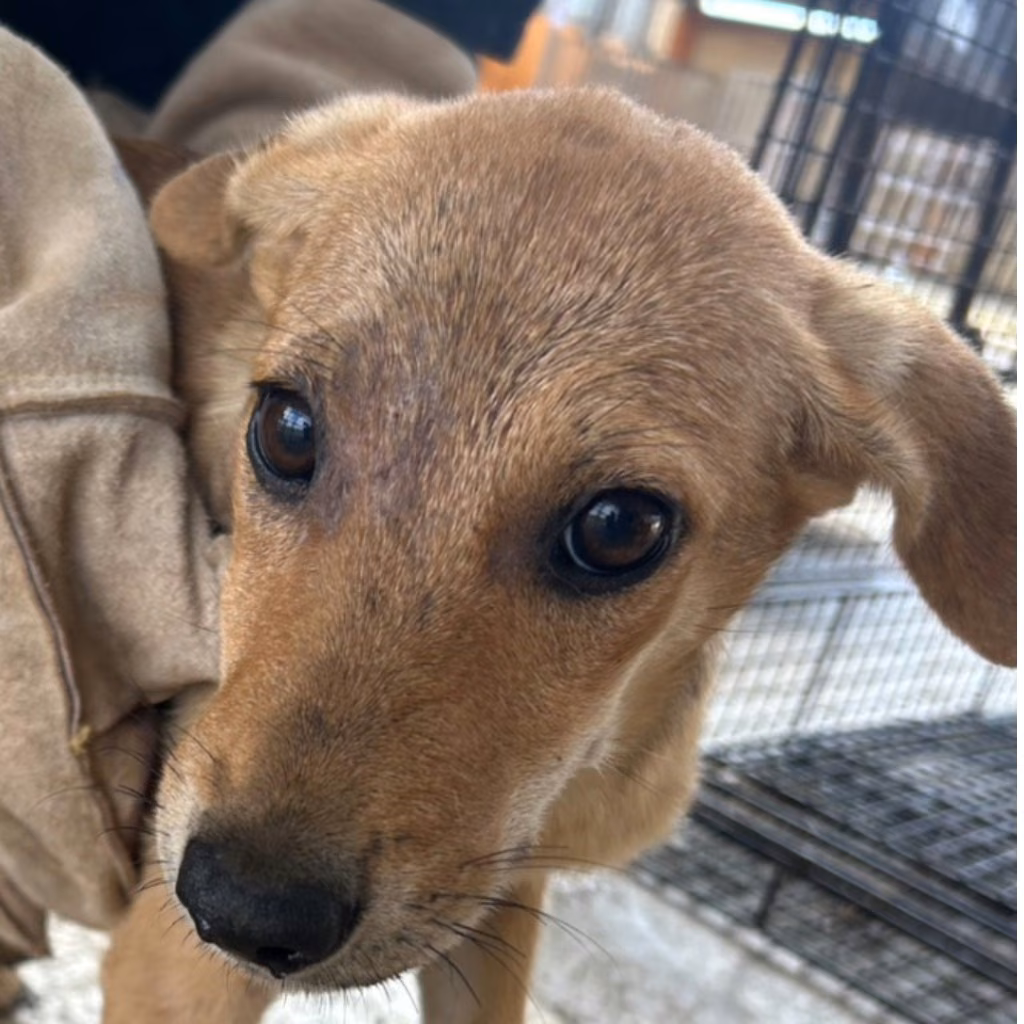 Tan adult female mixed-breed dog, Large, shelter no. …1026