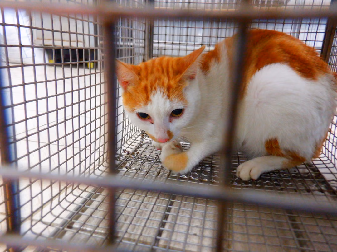 Orange-and-white adult female mixed-breed cat, Small, shelter no. …13C3