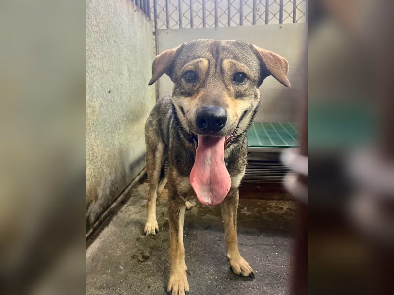 Black-and-tan adult male mixed-breed dog, Medium, shelter no. …9005
