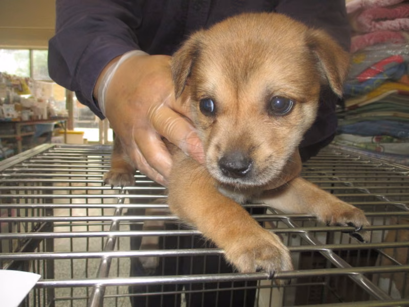 Black-and-tan young male mixed-breed dog, Small, shelter no. …1007