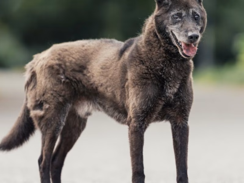 Black adult male mixed-breed dog, Medium, shelter no. …0803