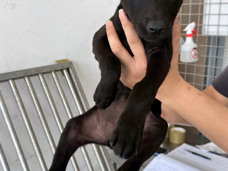 Black young female mixed-breed dog, Medium, shelter no. …0006