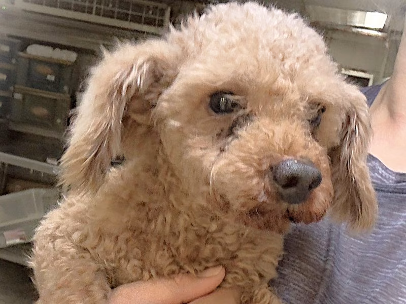 Brown adult male poodle, Small, shelter no. …0007