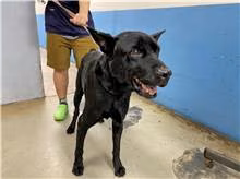 Black adult male mixed-breed dog, Medium, shelter no. …1605