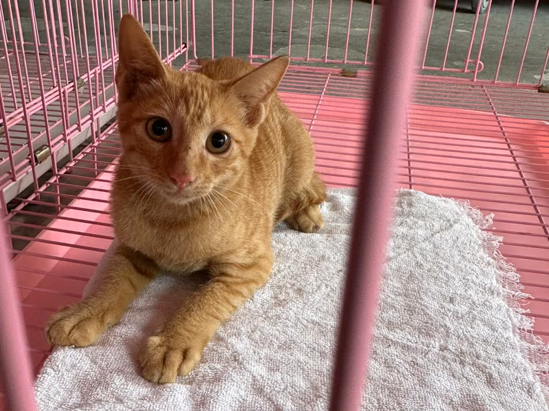 Orange adult female mixed-breed cat, Small, shelter no. …6003