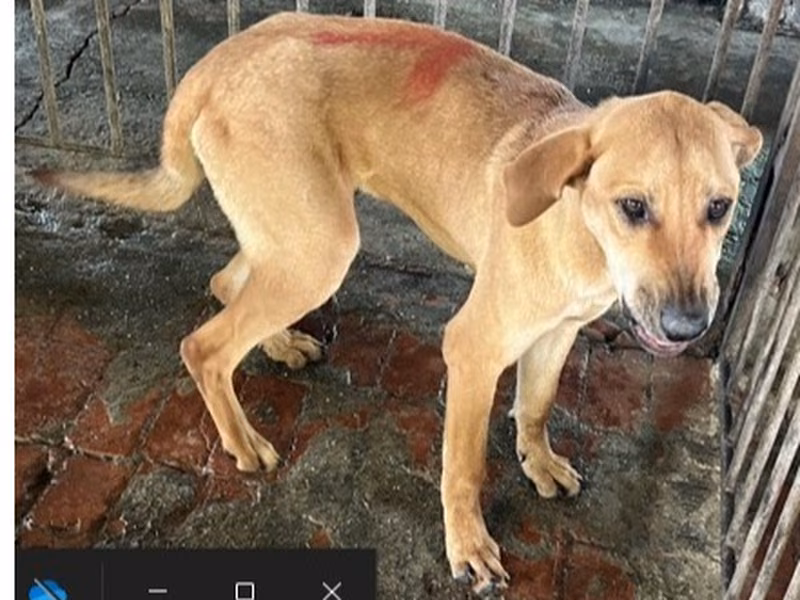 Tan adult male mixed-breed dog, Large, shelter no. …011D