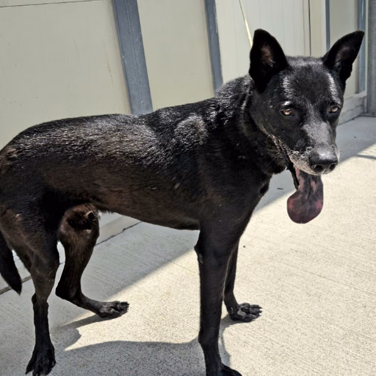 Black adult male mixed-breed dog, Medium, shelter no. …2203