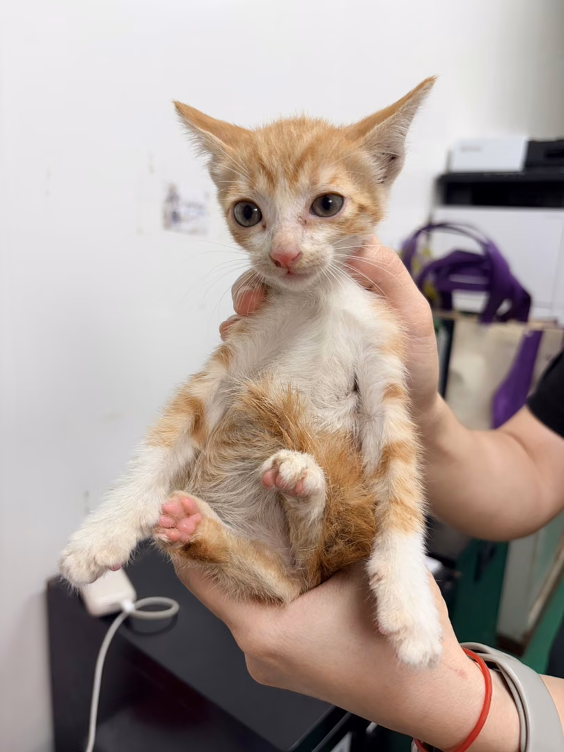 Young male mixed-breed cat, Small, shelter no. …1005