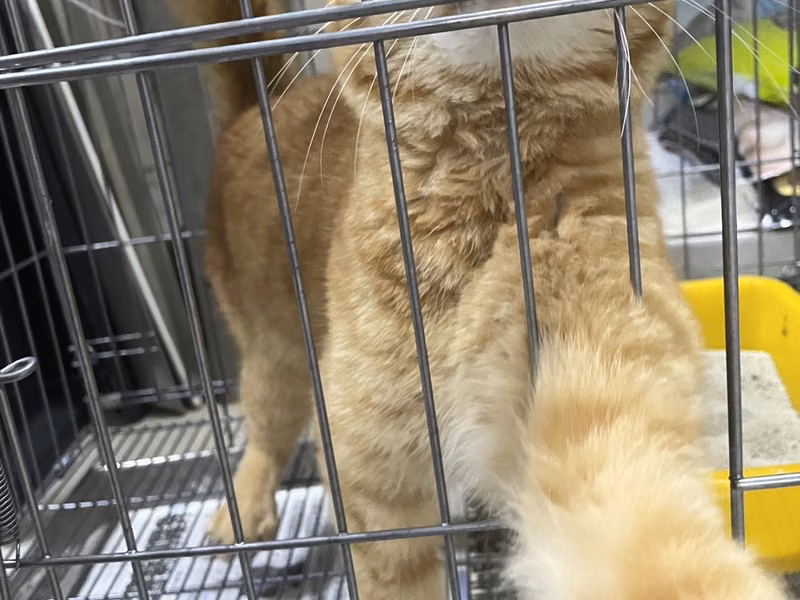 Orange tabby young male mixed-breed cat, Medium, shelter no. …3002