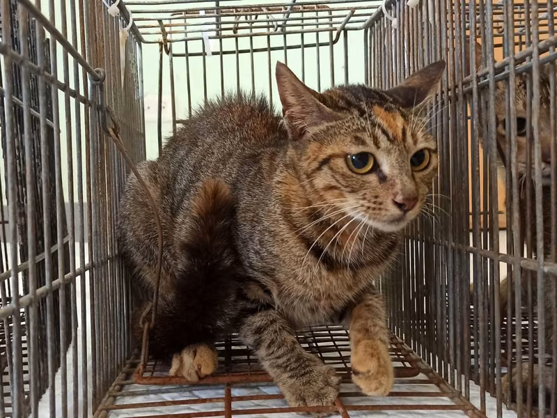 Adult female mixed-breed cat, Small, shelter no. …8C03