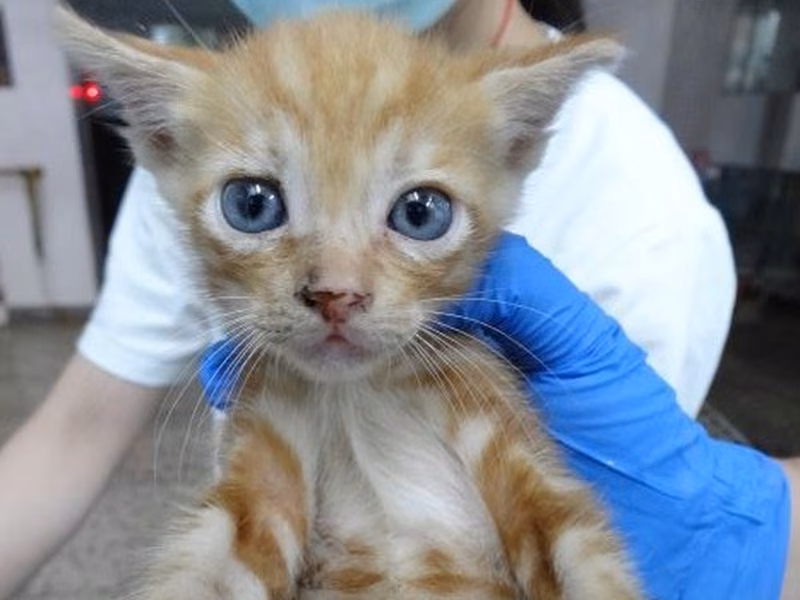 Orange young mixed-breed cat, Small, shelter no. …1699