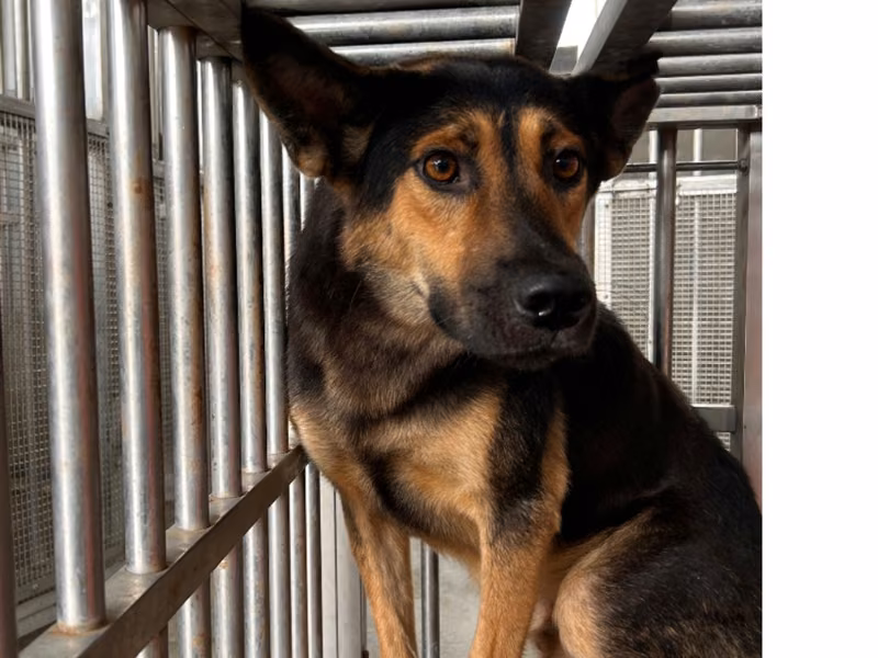 Black-and-tan adult male mixed-breed dog, Large, shelter no. …4012