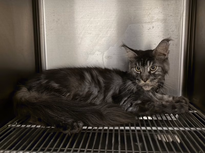Tabby adult male Maine coon, Medium, shelter no. …9004