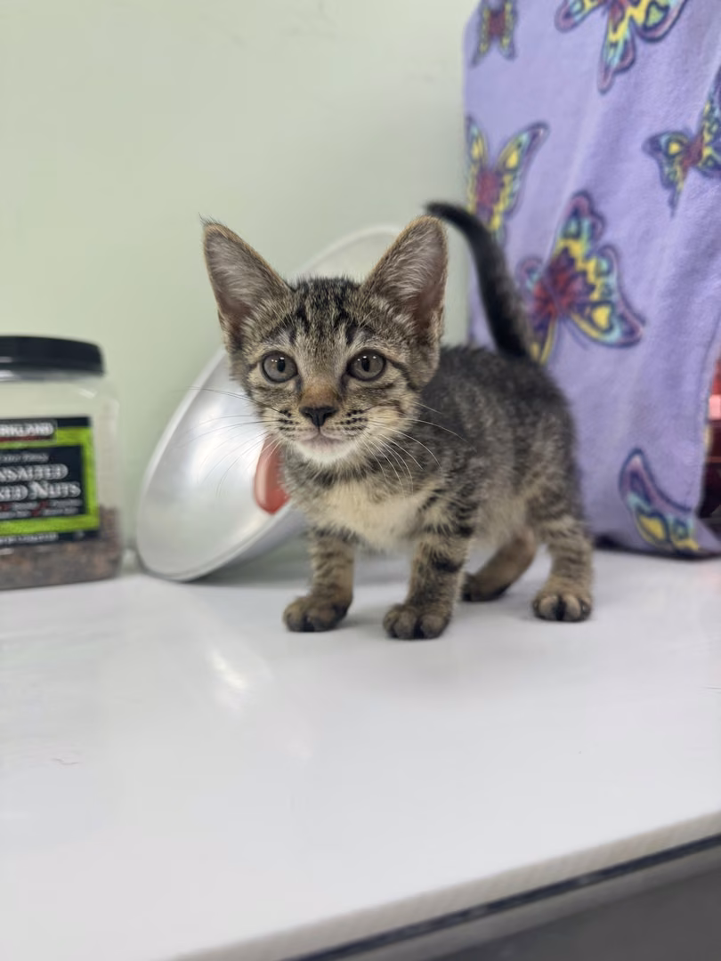 Tabby young female mixed-breed cat, Small, shelter no. …3002