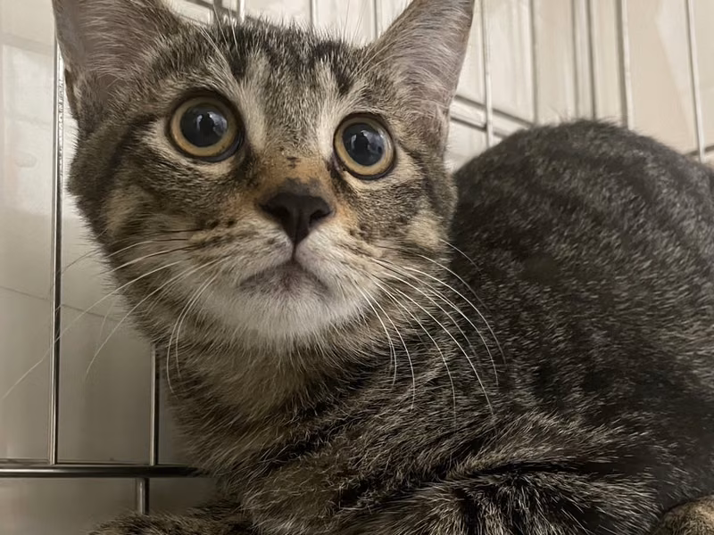 Tabby young male mixed-breed dog, Small, shelter no. …9002