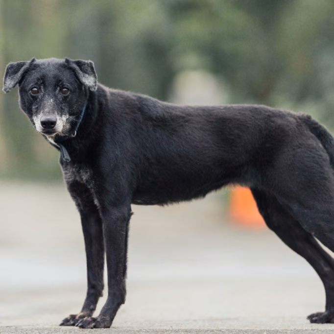 Black adult female mixed-breed dog, Medium, shelter no. …2202