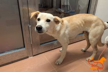 Young male mixed-breed dog, shelter no. …4375