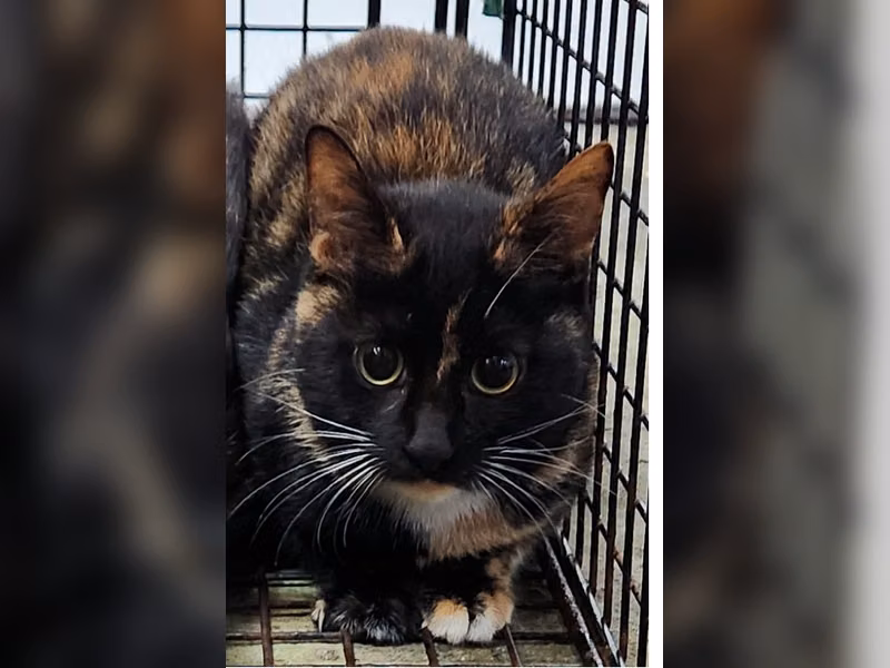 Gata mestiza hembra adulta, Mediano, refugio n.º …2002