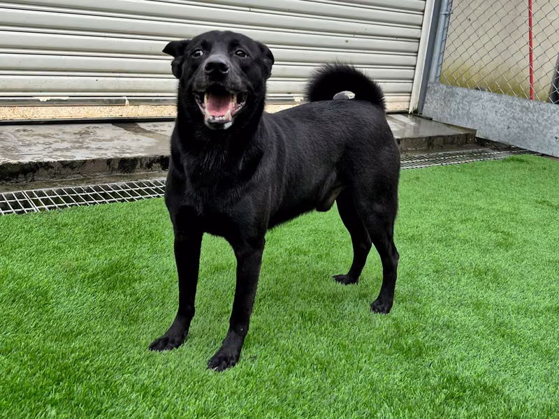 Black adult male mixed-breed dog, Medium, shelter no. …0602