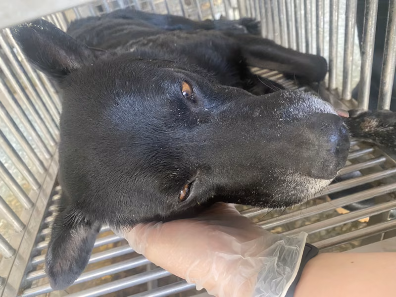 Black adult male mixed-breed dog, Medium, shelter no. …1-05