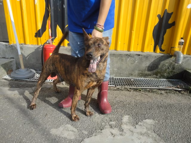 Tabby adult male mixed-breed dog, Medium, shelter no. …1304