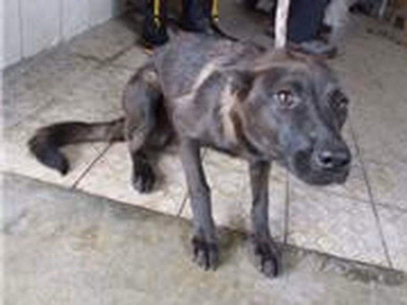 Black adult female mixed-breed dog, Medium, shelter no. …0058