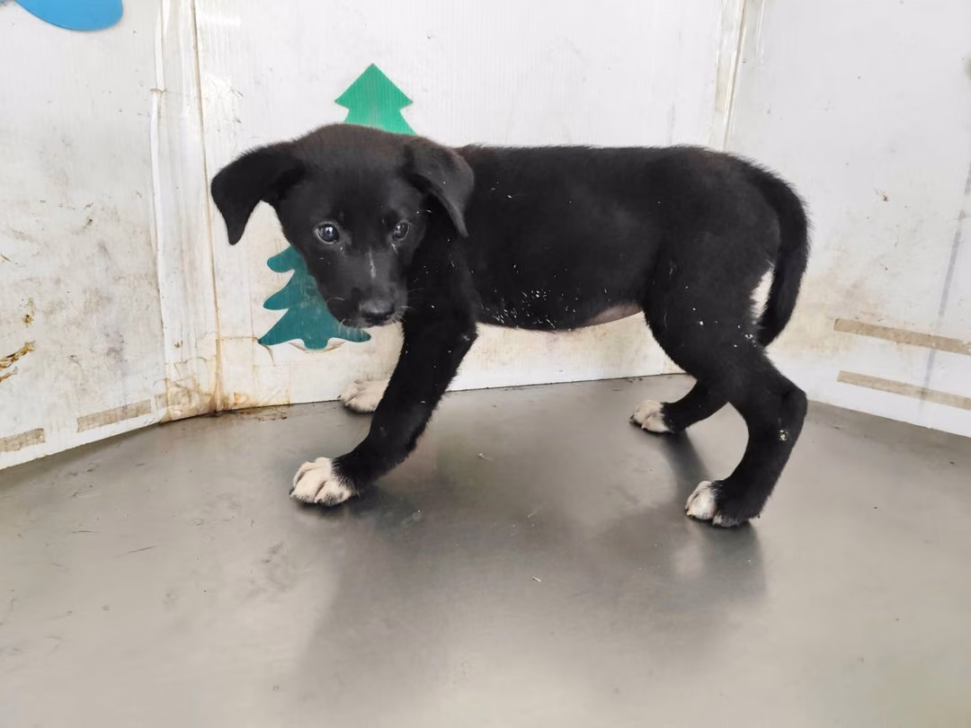 Black young female mixed-breed dog, Medium, shelter no. …0803