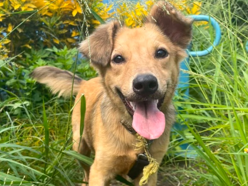 Black-and-tan young male mixed-breed dog, Medium, shelter no. …9-07